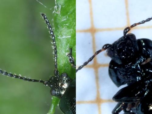 Phratora sp.